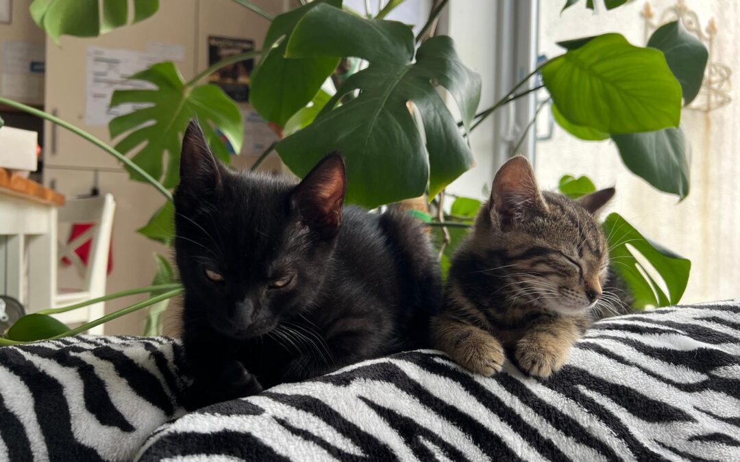 Miffy Meercat & Otter