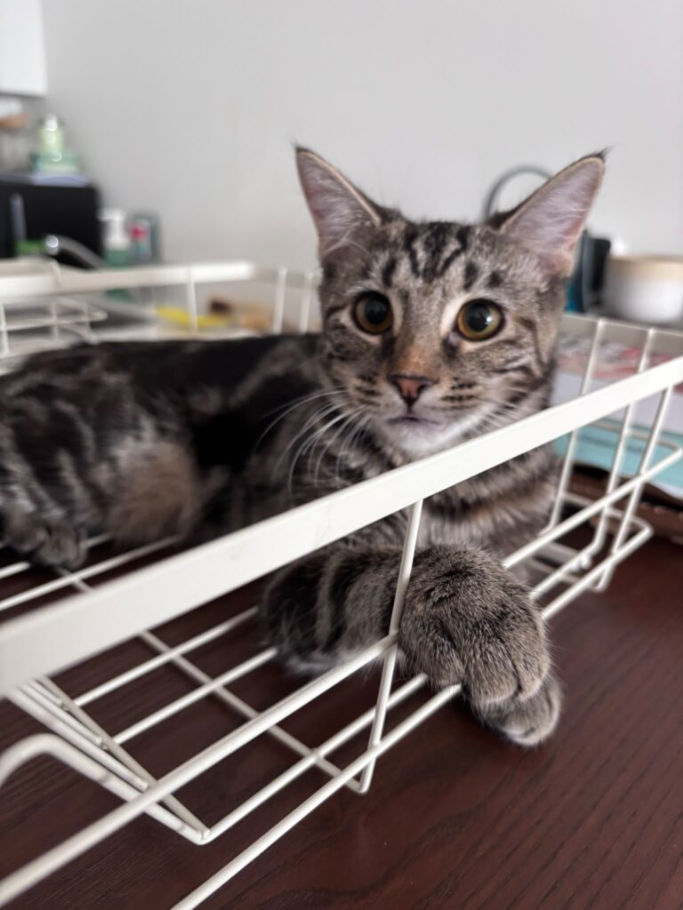 Juno
